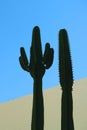 Vertical image of silhouette of two cactus plants against the sand dunes of Huacachina desert, Ica, Peru, South America Royalty Free Stock Photo