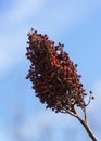 Smooth sumac against a blue sky