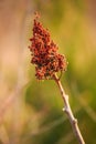 Smooth Sumac