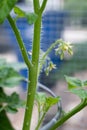 Vertical image of a stem of a tomato plant in a garden with pests crawling on it; aphids Royalty Free Stock Photo