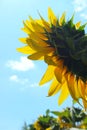 Vertical image of sunflower over blue sky background. Abstract colorful nature background. Royalty Free Stock Photo