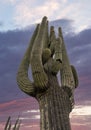 Vertical Image Of A Tall Saguaro Cactus