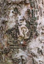 Vertical Image of the Texture of Tree Bark with Gnarl
