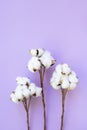 Vertical image of three branches of opened dried white cotton flowers on violet background