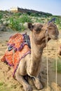 Vertical Image of touristic camel for trips on desert with jaimas in background Royalty Free Stock Photo