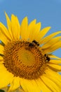 Vertical image of a trio of bees pollinating a bright yellow sunflower under a deep blue sky in summer