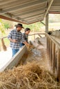 Vertical image of two Asian man and woman farmer help to feed and check health of cows in stable with day light in their farm Royalty Free Stock Photo