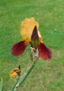 Unusual iris in gold and brown colours against grass background