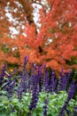 Vertical image up close of purple salvia in front of orange fall tree