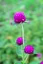 Vertical Image of Vibrant Purple Globe Amaranth Flowers with Blurry Flower Field in Background Royalty Free Stock Photo
