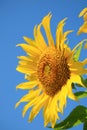 Vertical Image of Vibrant Yellow Sunflower Against Vivid Blue Sky Royalty Free Stock Photo