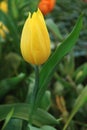 Vertical Image of a Vivid Yellow Tulip in the Garden Royalty Free Stock Photo