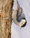 White-breasted Nuthatch Works Headfirst Down a Tree Royalty Free Stock Photo