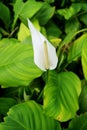 Vertical Image of a White Flamingo Flower among Vibrant Green Foliage Royalty Free Stock Photo