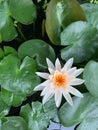 Vertical image of White lotus flower, yellow pollen on lotus leaf, green Buddhism