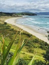 A vertical image of a white sand ocean beach with flax plant on the foreground