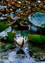 Vertical image of a white waterlily and its reflection Royalty Free Stock Photo