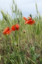 Vertical image.Wild poppies and green wheat. Beautiful day in the field