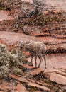 Vertical image of a young desert big horned sheep in a snowstorm