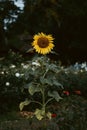 Vertical of an isolated common sunflower, Helianthus annuus in a field Royalty Free Stock Photo