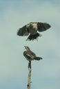 Vertical isolated shot of a brown-headed cowbird sitting on a wooden stick and another approaching