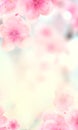 Vertical Japanese Spring Sakura cherry blossoms 240x400 size website fat skyscraper banner yellow background and header Royalty Free Stock Photo