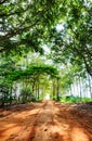 Vertical landscape of a farm road surrounded by trees Royalty Free Stock Photo