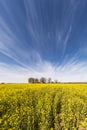 Vertical landscape of field of beautiful golden flower of rapeseed with blue sky, canola colza in Latin Brassica napus with rural Royalty Free Stock Photo