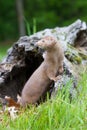 Vertical landscape of mink