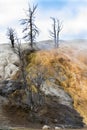 A vertical landscape picture of multiple types of mineral deposits of various colors with dead trees from a result of toxic gas