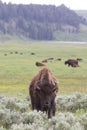 Vertical landscape picture of young bull buffalo Royalty Free Stock Photo