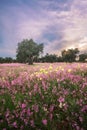 Vertical Landscape With Trees And Colorful Flowers Meadow Royalty Free Stock Photo