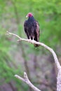 Vertical landscape of turkey vulture