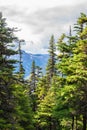 Vertical landscape view of alpine trees and snow covered mountains Royalty Free Stock Photo