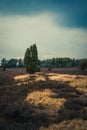 Vertical landscape view with yellow grass and Cercocarpus ledifolius cloudy sky background Royalty Free Stock Photo