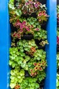 Vertical landscaping of the city with plectrantus and geranium plants. Vertical stand for flowers. Mix of Coleus plants Royalty Free Stock Photo