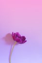 Vertical layout with single violet blooming opened tulip flower Royalty Free Stock Photo