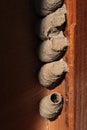 Vertical line of cocoons or nymphae on frame of wooden door, created by some kind of wasps or other insect.