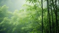 Vertical lines of a bamboo forest shrouded in misty haze. morning mist,