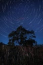 Vertical long exposure of a starry sky and a tree