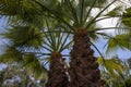 Vertical Low Angle Closeup Shot of a Palm Tree. Close up Palm Tree Trunk Texture. The Texture of the Palm Bark on the Background Royalty Free Stock Photo