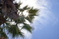 Vertical Low Angle Closeup Shot of a Palm Tree. Close up Palm Tree Trunk Texture. The Texture of the Palm Bark on the Background Royalty Free Stock Photo