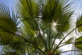 Vertical Low Angle Closeup Shot of a Palm Tree. Close up Palm Tree Trunk Texture. The Texture of the Palm Bark on the Background Royalty Free Stock Photo