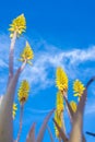 Vertical low angle field shot of yellow Aloe Vera flowers in spring