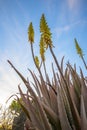 Vertical low angle field shot of yellow Aloe Vera flowers in spring