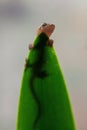 Vertical low angle macro closeup shot of a tiny brown gecko lying on a green leaf Royalty Free Stock Photo