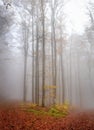 Vertical low angle shot of the autumn forest with thin tall trees reaching to the sky in foggy day Royalty Free Stock Photo