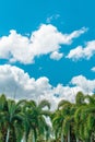 Vertical low angle shot of the beautiful palm trees under the clouds in the blue sky Royalty Free Stock Photo