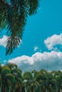 Vertical low angle shot of the beautiful palm trees under the clouds in the blue sky Royalty Free Stock Photo