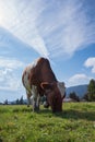 A vertical low angle shot of a brown white cow grazing on a grassy field Royalty Free Stock Photo